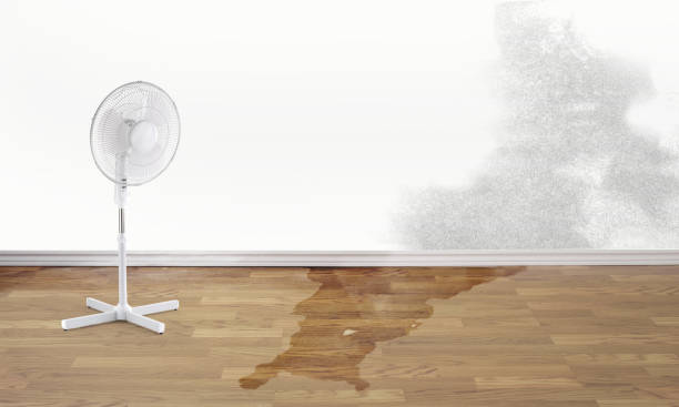 Best Water damage cleanup near me  in Maiden, NC